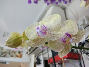 Создать мем: орхидея цимбидиум, орхидея