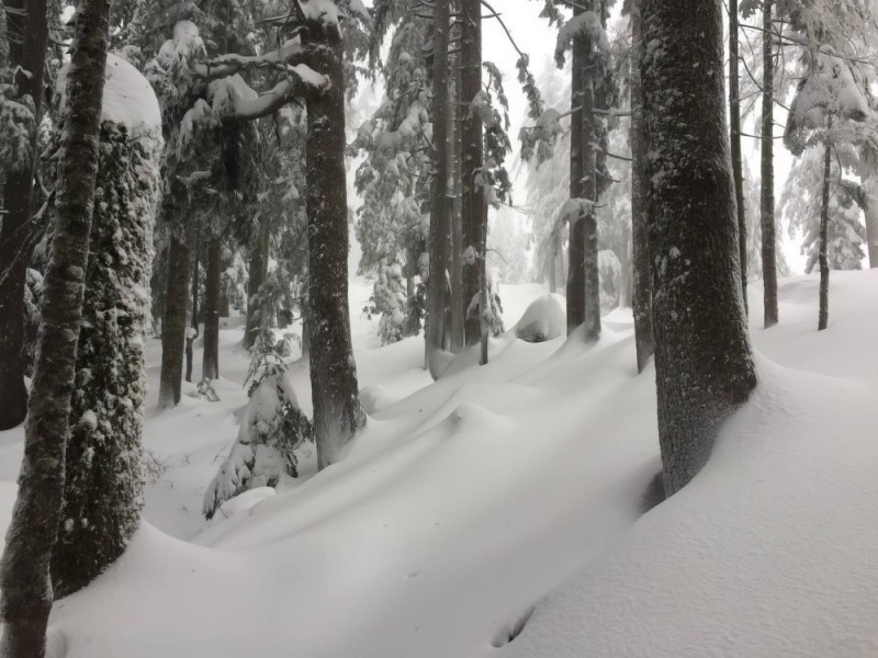 Create meme: winter trail in the forest, snowy winter, winter path