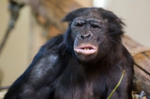 Create meme: Skeptical chimp