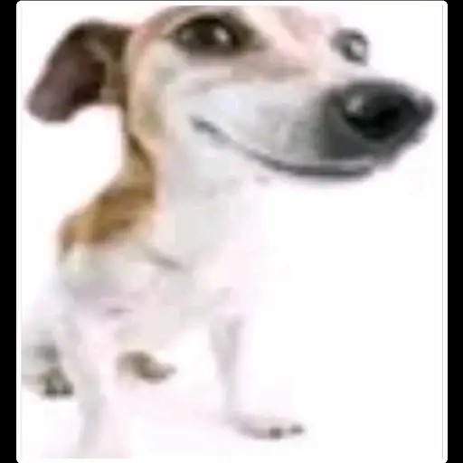 Create meme: funny jack russell, Jack Russell Terrier , dog Jack Russell