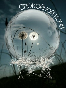 Create meme: poster dandelion, the dandelion fluff, dandelion macro