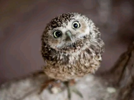 Create meme: little owlets, pigeon, Shaggy-legged owl chick