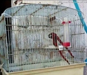 Create meme: cell, the parrot cage