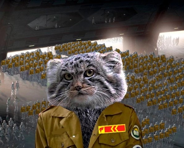 Создать мем: котенок манула, кот в армии, манул погладь кота