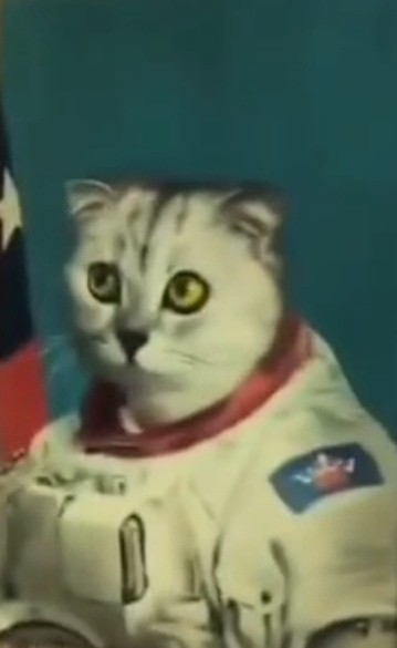 Создать мем: кошка, космос кот, кот космонавт