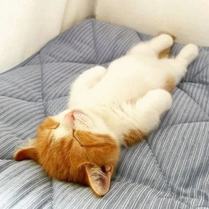 Создать мем: уставший котик, спящий рыжий кот, котики смешные милые