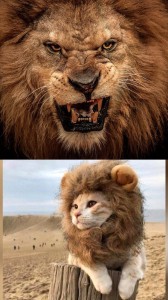 Создать мем: angry lion, лев смешной, лев