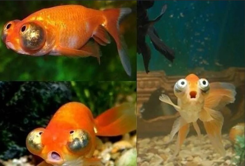 Создать мем: рыбка, аквариумная рыбка телескоп звездочет, золотая рыбка прикол