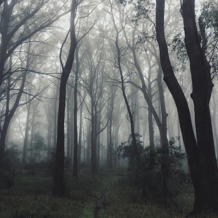 Create meme: forest nature, dark forest, forest fog