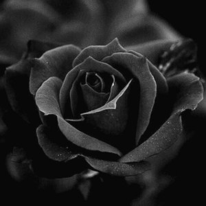 Создать мем: цветы чб, багровые розы, фото розы на черном фоне