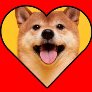 Create meme: the breed is Shiba inu, shiba inu