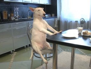 Create meme: the bull Terrier sits at a table, the dog bull Terrier, dog at the table, the bull Terrier
