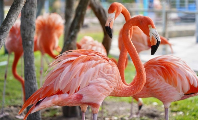 Создать мем: фламинго род, красный фламинго, розовый фламинго птица