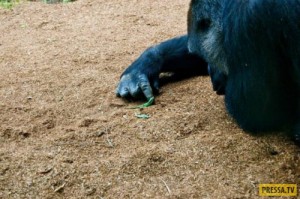 Create meme: kertenkele, animals, gorilla