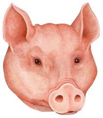 Create meme: pig, the pig's head, pig