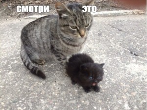 Create meme: cats, grey cat, cat