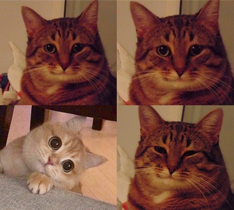 Create meme: happy cat meme, cat meme , an understanding cat