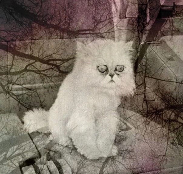 Create meme: cat, the cat depressed , Persian cat 