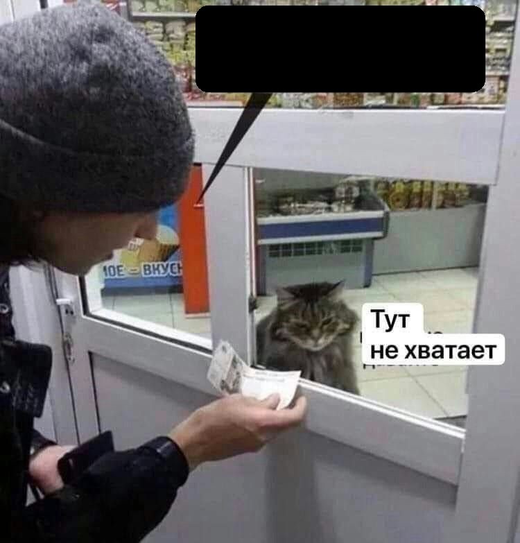 Создать мем: кот в ларьке мем, кот в аптеке, кот в ларьке