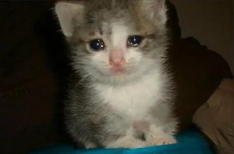 Create meme: crying cat, meme crying cat, kitten tears