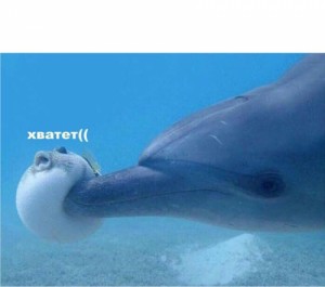 Создать мем: когда у, dolphin, Я