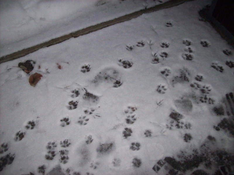 Create meme: traces of forest animals, squirrel tracks in the snow, fox tracks in the snow