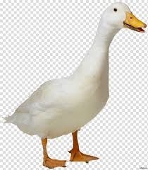 Create meme: goose, goose for photoshop