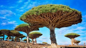Create meme: unusual trees