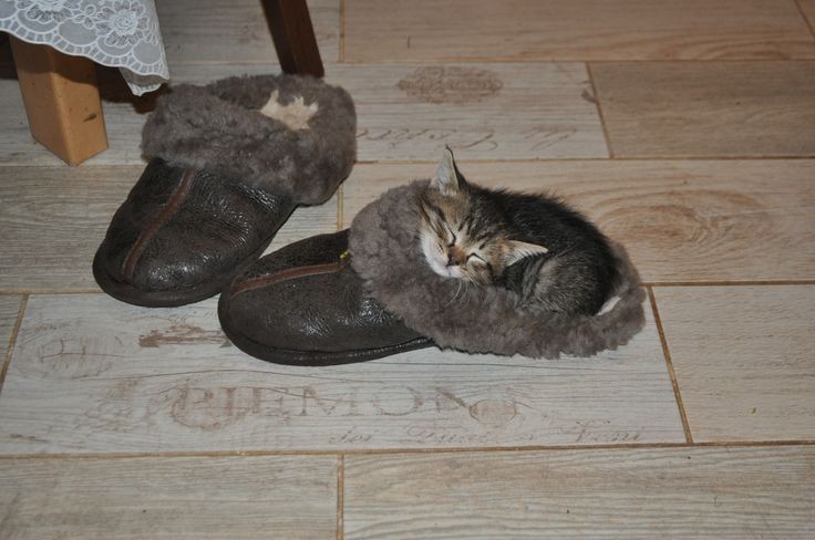 Create meme: a kitten in a galoshes, shoes cats, prison cats slippers