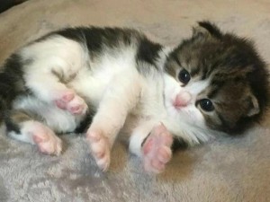 Create meme: kitties, adorable kittens, cat