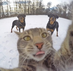 Создать мем: селфи кота с собаками, селфи кошки, кот селфи в окружении собак