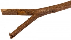 Create meme: tree branch