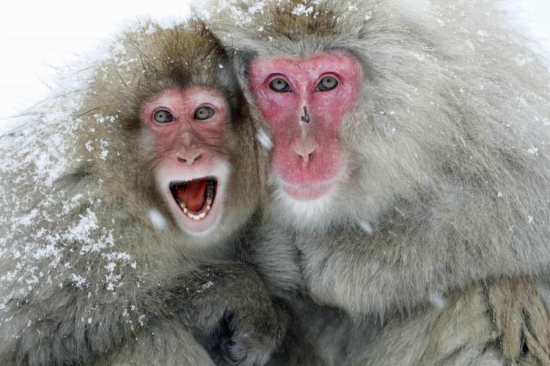 Create meme: monkey , two macaques, snow monkeys 