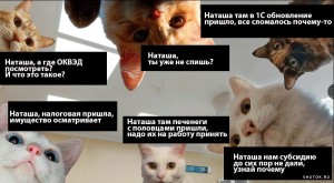 Создать мем: мем с котами наташ ты спишь, кошка, мемы с котами