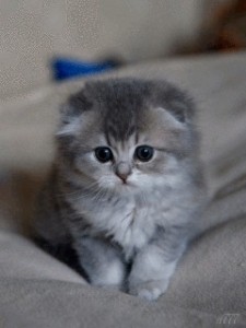 Create meme: fluffy kittens, Scottish fold, Scottish fold kittens