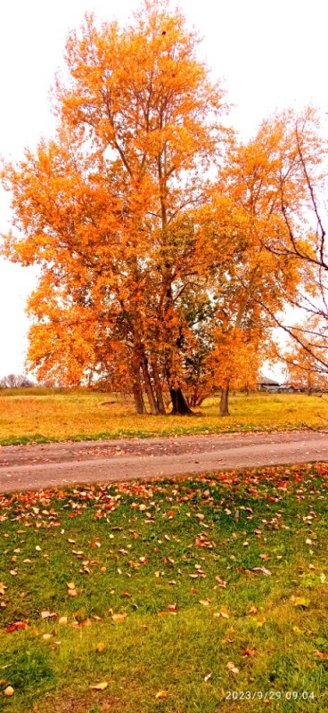 Создать мем: природа, осень, клен