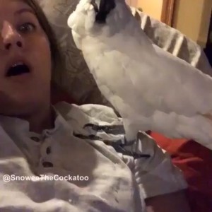 Create meme: cockatoo chick, Kiruna cockatoo, dove