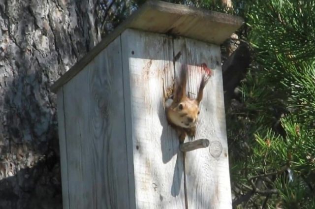 Create meme: a squirrel in a birdhouse, birdhouse for squirrels, KFU Simferopol Park park