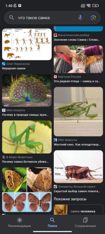 Create meme: male mantis, common mantis, praying mantis insect