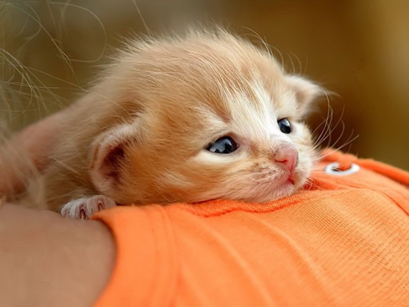 Create meme: a bored cat, cute kittens with inscriptions, cute red kitten