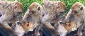 Create meme: monkey meme, monkeys with power, meme monkey