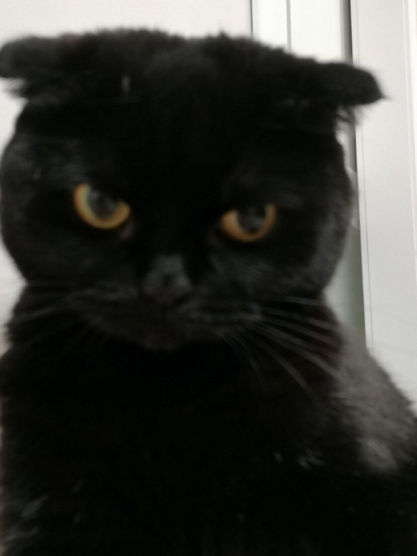 Create meme: lop - eared black cat, scottish fold cat black, cat Scottish
