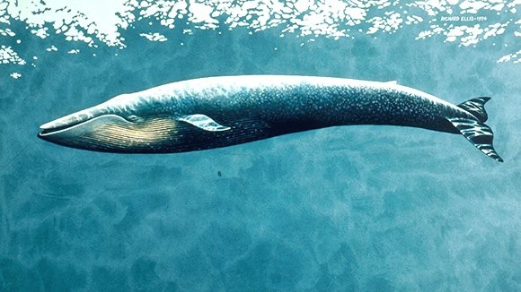 Создать мем: анти синий кит, синий кит, самое крупное животное на земле