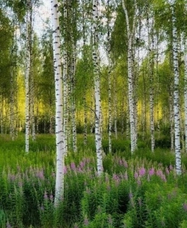 Create meme: birch forest, beautiful birches, birch forest
