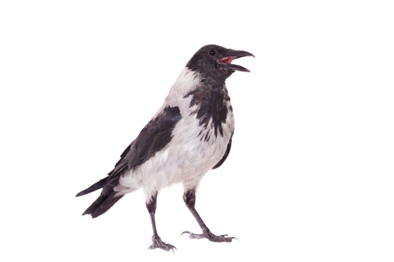 Create meme: a crow on a transparent background, a raven on a white background, a crow on a white background