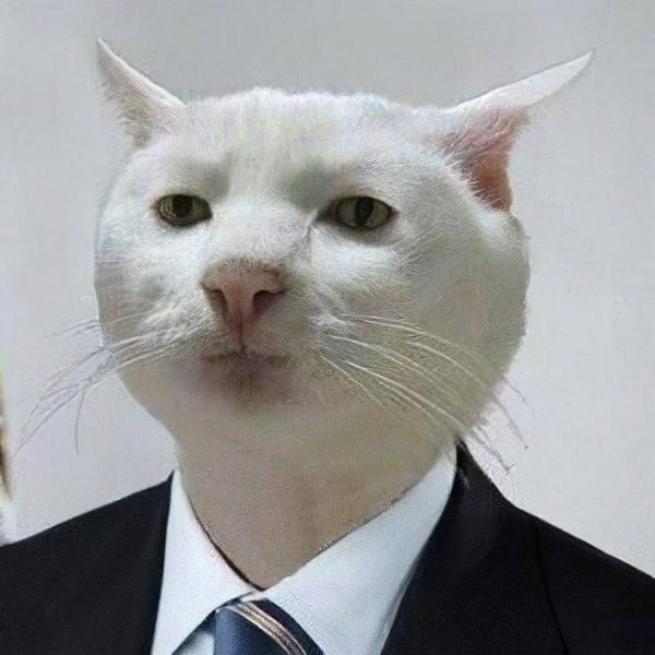 Создать мем: serious cat, кот из мема, серьезный кот мем