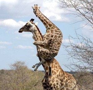 Создать мем: жираф на дереве, жирафы, животное жираф