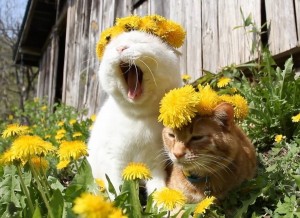 Create meme: cat, cat in dandelions picture, cat shironeko and dandelions