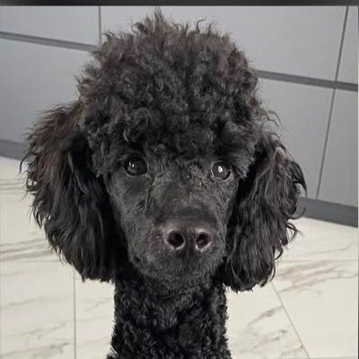 Create meme: black poodle, breed of poodle, toy poodle 