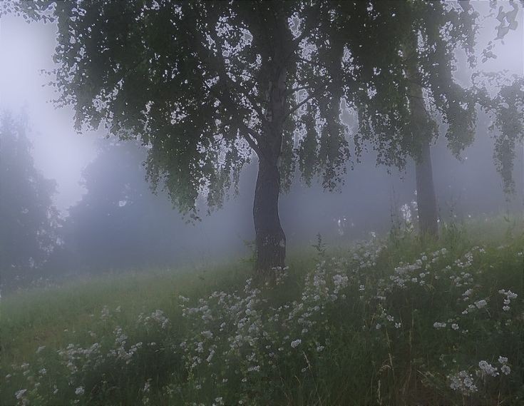 Создать мем: утро пейзаж, природа туман, утро туман